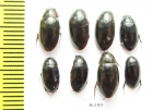 Hydrophilidae sp.  Thailand - INSECTS-STORE.RU