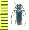 Agapanthia lais  Israel - INSECTS-STORE.RU