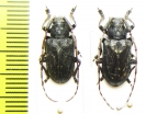 Mesosa myops  Russia, Far East - INSECTS-STORE.RU