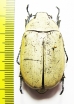 Melolonthinae sp.  Madagascar - INSECTS-STORE.RU