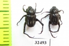 Hopliini sp.  South Africa Rep. - INSECTS-STORE.RU