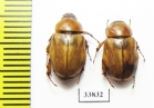 Cyclocephala sp.  Costa Rica - INSECTS-STORE.RU