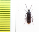 Pedilus caucasicus  Armenia - INSECTS-STORE.RU