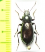 Nalassus gloriosus  Georgia - INSECTS-STORE.RU