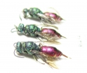 Chrysididae sp.  Russia, Tver reg. - INSECTS-STORE.RU