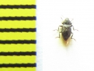 Riolus nitens  Belorussia - INSECTS-STORE.RU