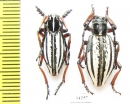 Dorcadion nivosum, pair  Kazakhstan - INSECTS-STORE.RU