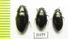 Hydrophilidae sp.  Thailand - INSECTS-STORE.RU