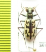 Cicindela cuprascens  USA - INSECTS-STORE.RU