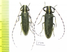 Agapanthia lateralis, pair  Turkey - INSECTS-STORE.RU
