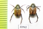 Hoplia dubia  Italy - INSECTS-STORE.RU