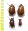 Melolonthinae sp.  Namibia - INSECTS-STORE.RU