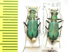 Cylindera germanica  Russia, Caucasus - INSECTS-STORE.RU
