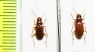 Leistus ferrugineus, pair  Russia, Tver reg. - INSECTS-STORE.RU