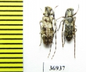Cerambycidae sp.  South Africa Rep. - INSECTS-STORE.RU