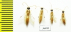 Tiphiidae sp.  Iran, Yazd prov. - INSECTS-STORE.RU