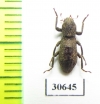 Tenebrionidae sp.  Laos - INSECTS-STORE.RU