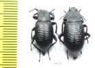 Blaps sp.  Kyrgyzstan - INSECTS-STORE.RU