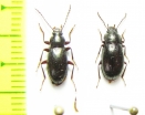 Nalassus lineatus, pair  Abkhazia - INSECTS-STORE.RU