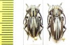 Iberodorcadion perezi  Spain - INSECTS-STORE.RU