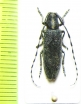 Agapanthia lederi  Armenia - INSECTS-STORE.RU