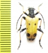 Brachyta bifasciata japonica  Japan - INSECTS-STORE.RU