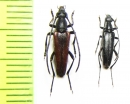 Stenurella approximans, S.nigra  Spain/Russia - INSECTS-STORE.RU
