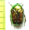Protaetia splendidula  Iran, Lorestan prov. - INSECTS-STORE.RU