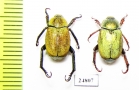 Hoplia sp.  Greece - INSECTS-STORE.RU