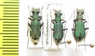 Cylindera germanica  Russia, Caucasus - INSECTS-STORE.RU