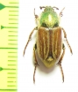 Glaphyrus caucasicus, male  Azerbaijan - INSECTS-STORE.RU