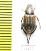Glaphyrus caucasicus, male  Armenia - INSECTS-STORE.RU
