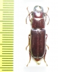 Parandra caspia  Iran, Gilan prov. - INSECTS-STORE.RU