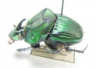 Phanaeus lunaris, male  Ecuador - INSECTS-STORE.RU