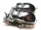 Catharsius calaharicus, male  Namibia - INSECTS-STORE.RU