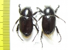 Cyclocephala sp.  Ecuador - INSECTS-STORE.RU