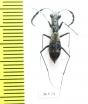 Dromica mesothoracica  Zambia - INSECTS-STORE.RU