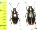 Nalassus pharnaces, pair  Abkhazia - INSECTS-STORE.RU