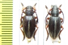 Dorcadion obsoletum  Turkey - INSECTS-STORE.RU