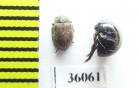 Hydrophilidae sp.  Thailand - INSECTS-STORE.RU