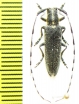 Agapanthia lederi  Russia, Krasnodar reg. - INSECTS-STORE.RU
