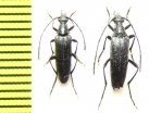 Stenurella nigra  Russia, Krasnodar reg. - INSECTS-STORE.RU