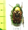 Protaetia splendidula  Iran, Lorestan prov. - INSECTS-STORE.RU