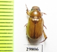 Adoretus sp.  Iran, Sistan prov. - INSECTS-STORE.RU