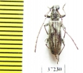 Cerambycidae sp.  South Africa Rep. - INSECTS-STORE.RU