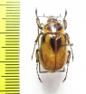 Cyclocephala sp.  Ecuador - INSECTS-STORE.RU
