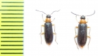 Pedilus polyxanthus  Uzbekistan - INSECTS-STORE.RU