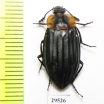 Silphidae sp.  Panama - INSECTS-STORE.RU