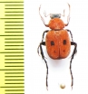 Paratrichius cruentus  Laos - INSECTS-STORE.RU