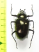 Tenebrionidae sp.  Malaysia, Borneo - INSECTS-STORE.RU